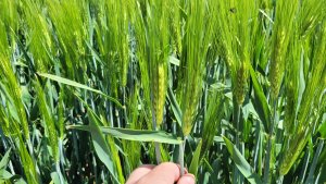 Jęczmień ozimy LG Picasso - 12.05.2024