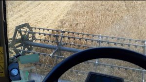 Jęczmień ozimy sandra