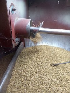 Jęczmień ozimy Gloria 