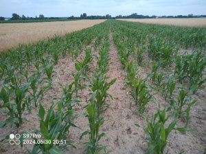 Kukurydza po życie na kiszonkę