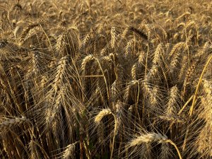 Pszenica ozima Wilejka