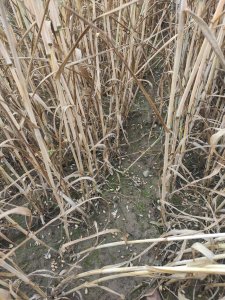 pszenica po gradobiciu