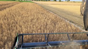 rzepak ozimy LG armada 08.07.2024