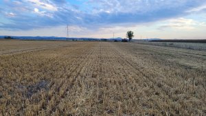 ściernisko po jeczmieniu ozimym 