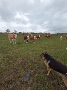 Bydło na jesiennym wypasie