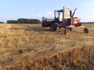 Drugi pokos plantacji nasiennej życicy