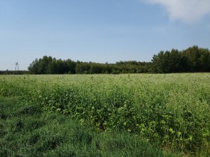 Rzodkiew oleista + słonecznik + wyka + facelia - poplon 