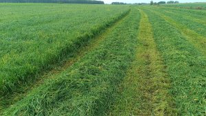 Życica westerwoldzka