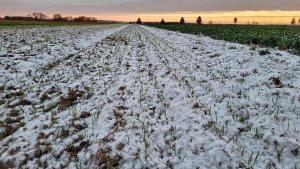 pszenica ozima rgt treffer 23.11.2024