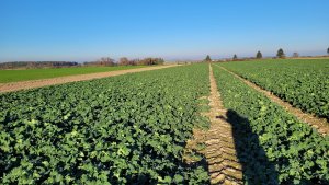 Rzepak ozimy LG Avenger 01.11.2024