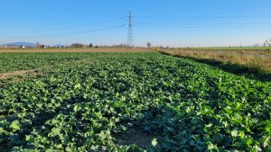 Rzepak ozimy LG Avenger 01.11.2024