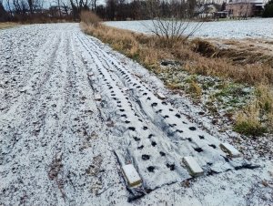 Cebula i czosnek ozimy