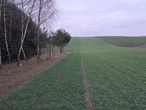 Jęczmień ozimy Lady/ RGT Mela