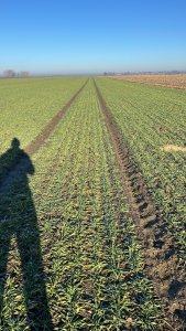 Jęczmień ozimy Jakubus