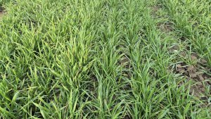 Pszenica Andorre - 30.01.2025