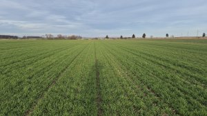 Pszenica Andorre - 30.01.2025