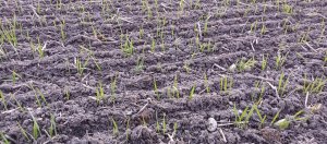 Pszenica jara Goplana