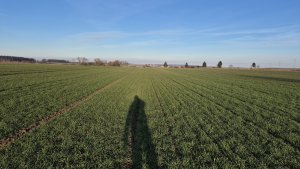 Pszenica ozima Andorre - 24.01.2025