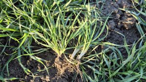 Pszenica ozima Andorre - 24.01.2025