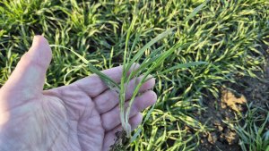 Pszenica ozima Andorre - 24.01.2025