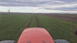 Pszenica ozima Andorre - 25.01.2025