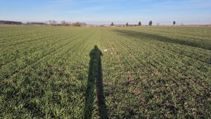 Pszenica ozima Andorre i RGT Treffer - 24.01.2025