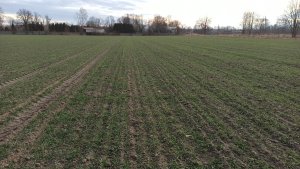 Pszenica ozima Arkadia