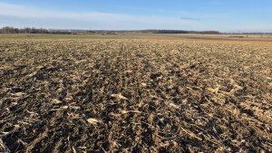 Pszenica ozima SU Tarroca - 24.01.2025