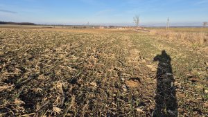 Pszenica ozima SU Tarroca - 24.01.2025