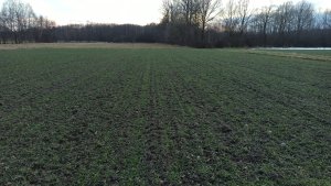 Pszenżyto ozime Carmelo