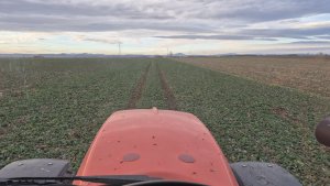 Rzepak ozimy LG Avenger - 25.01.2025