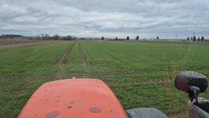 Pszenica ozima Andorre 01.02.2025