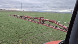 pszenica ozima Andorre 01.02.2025