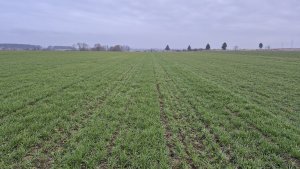 pszenica ozima Andorre 6.2.2025