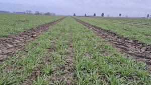 pszenica ozima rgt treffer 6.2.2025