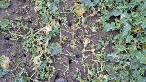 rzepak ozimy LG avenger 6.2.2025 kontra łabędzie 