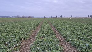 rzepak ozimy LG avenger 6.2.2025