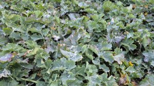 rzepak ozimy LG avenger 6.2.2025