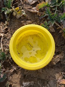 Chowacz w natarciu...