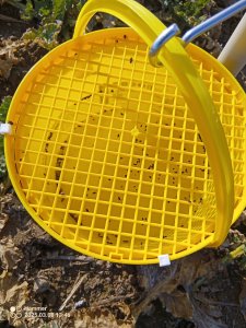 kolejna inwazja chowacza 