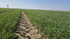 pszenica ozima Andorre 22.03.2025