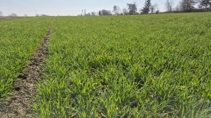 Pszenica ozima Andorre 25.03.2025