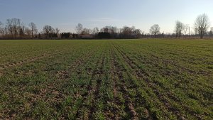 Pszenica ozima Arkadia