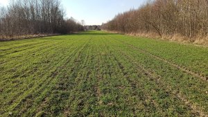 Pszenżyto ozime Carmelo