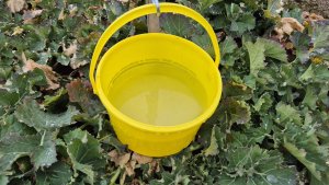 pułapka na owady w rzepaku