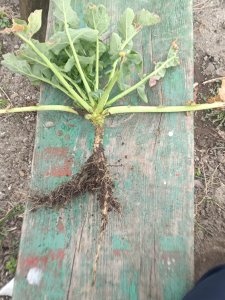 Rzepak ozimy Timothy lubelskie 