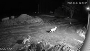 Wilki przy budynkach.