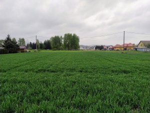 Pszenica ozima Euforia