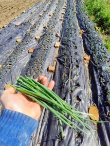 Szczypior z cebuli ozimej