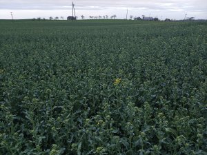 KWS derrick 18.04.2025